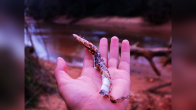 Snake Skin: ಮನೆಯಲ್ಲಿ ಹಾವಿನ ಪೊರೆ ಇಟ್ಟುಕೊಂಡರೆ ಹೀಗೆಲ್ಲಾ ಆಗುತ್ತಂತೆ.!