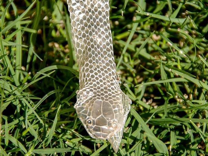 Snake Skin