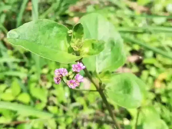 ​மூக்கிரட்டை கீரை என்றால் என்ன?​