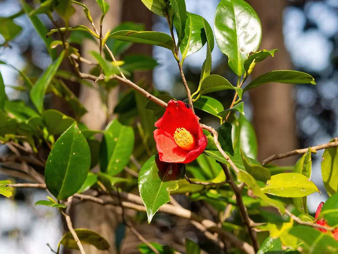 কুমকুম গাছের বীজ থেকে তৈরি হয় সিঁদুর