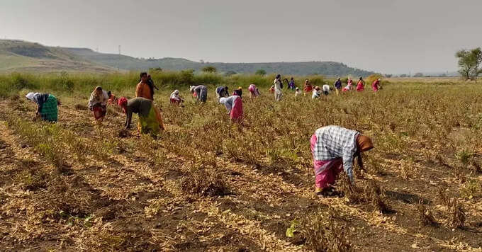 जुनं ते सोनं म्हणत इर्जिक पद्धतीद्वारे सोयाबीन काढणी 