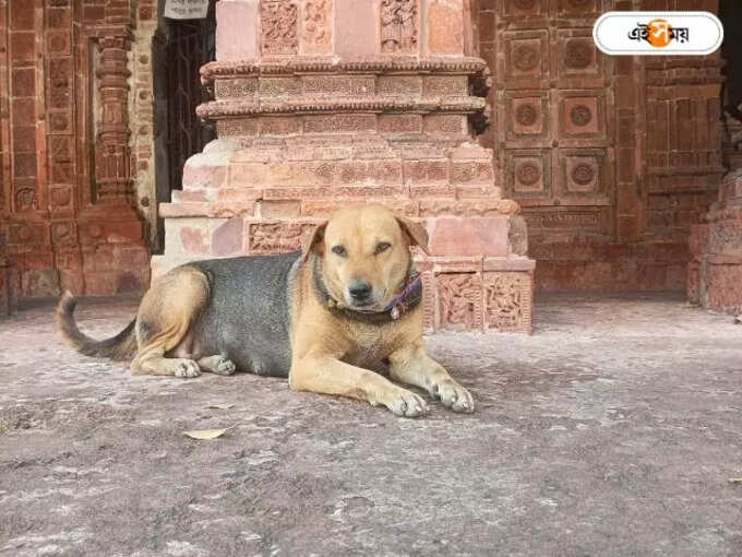 atu stray dog (1) atu stray dog (1)