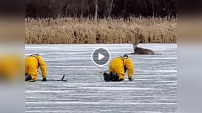 बर्फीले तालाब में फंस गया था हिरण, फायर फाइटर्स बेजुबान को बचाने के लिए जान पर खेल गए, वीडियो वायरल