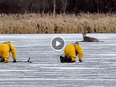 बर्फीले तालाब में फंस गया था हिरण, फायर फाइटर्स बेजुबान को बचाने के लिए जान पर खेल गए, वीडियो वायरल