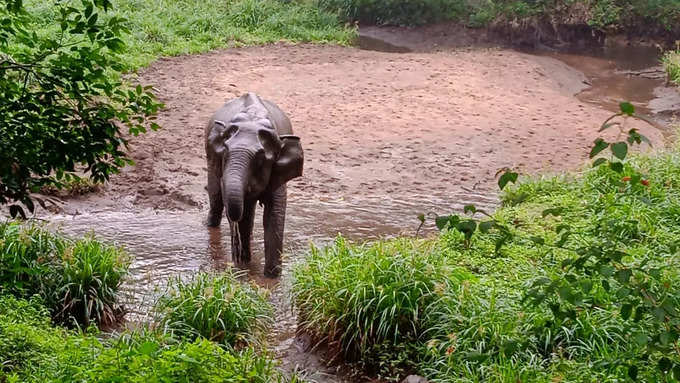 ഗവിയിലെ കാഴ്ചകള്‍