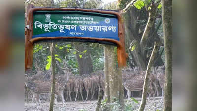 Bibhutibhushan Forest: ১০০ টাকার কমে কলকাতা থেকে ঘুরে আসুন বিভূতিভূষণ অভয়ারণ্যে, কী আছে-কেন যাবেন? রইল খুঁটিনাটি