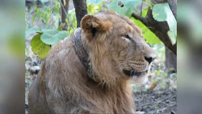 इटावा की लायन सफारी से दुखद खबर, चोटिल बब्बर शेर केसरी की मौत