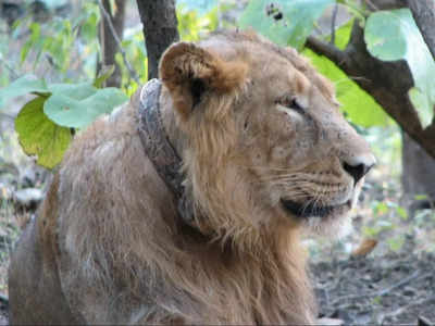 इटावा की लायन सफारी से दुखद खबर, चोटिल बब्बर शेर केसरी की मौत