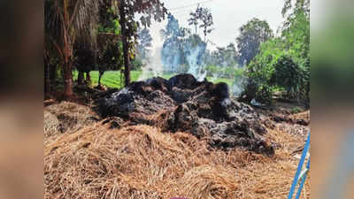 Palghar News: भीषण आगीत भाताचे ८०० भारे जळून खाक; गातेस गावातील शेतकऱ्याचे मोठं नुकसान