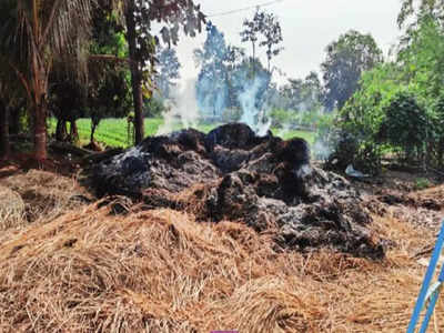 Palghar News: भीषण आगीत भाताचे ८०० भारे जळून खाक; गातेस गावातील शेतकऱ्याचे मोठं नुकसान