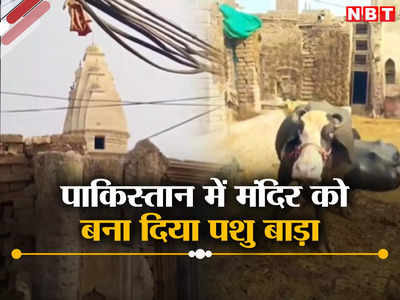 पाकिस्तान में मंदिर को बना दिया तबेला, प्रांगण में बांधी जा रहीं गाय-भैंसें, बकरियां