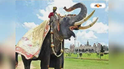 Elephant Arjuna Death : কর্নাটকে দশেরা উৎসবের প্রধান আকর্ষণ, বন্য হাতির সঙ্গে লড়াইয়ে মৃত অর্জুন