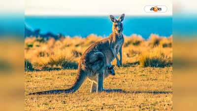 Kangaroo Attack : পুলিশের মুখে ঘুষি মেরে ধাঁ! ক্যাঙ্গারু ধরতে কালঘাম কানাডা পুলিশের