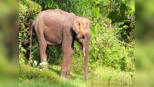 விவசாயத் தோட்டத்திற்குள் புகுந்த ஒற்றைக் காட்டு யானை....பீதியில் ஈரோடு சத்தியமங்கலம் பகுதி மக்கள்!