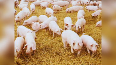 बहुत सारे Pigs के बीच कहीं एक पिगी बैंक रखा हुआ है, तेज नजर वाले 10 सेकंड में बता देंगे जवाब