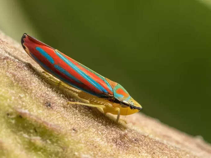 shyama poka. shyama poka.