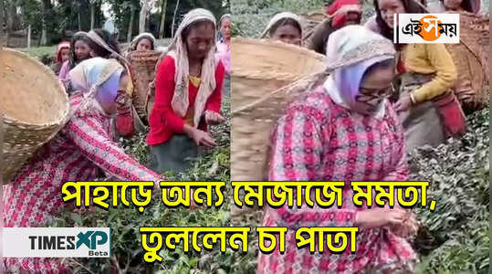 mamata banerjee visited makaibari tea estate and picked tea leaves watch video