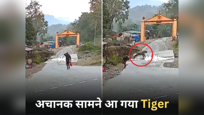 Tiger Ka Video: सड़क पर पैदल चल रहा था शख्स, अचानक सामने से दौड़कर आया टाइगर, वीडियो में देखिए आगे क्या हुआ