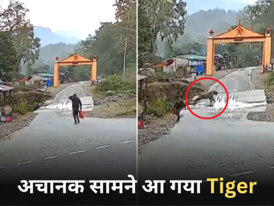 Tiger Ka Video: सड़क पर पैदल चल रहा था शख्स, अचानक सामने से दौड़कर आया टाइगर, वीडियो में देखिए आगे क्या हुआ