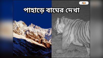 Royal Bengal Tiger : হালুম ডাকে কাঁপছে পাহাড়, কাঞ্চনজঙ্ঘার কোলে দেখা মিলল রয়্যাল বেঙ্গল টাইগারের