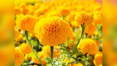 Marigold Flower Benefits: শুষ্ক ত্বকে গাঁদার ম্যাজিক! এভাবে কাজে লাগিয়ে চটজলদি ত্বকের হাল ফিরিয়ে নিন