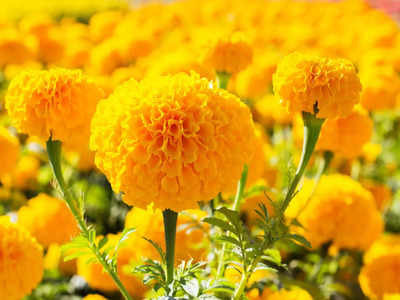 Marigold Flower Benefits: শুষ্ক ত্বকে গাঁদার ম্যাজিক! এভাবে কাজে লাগিয়ে চটজলদি ত্বকের হাল ফিরিয়ে নিন
