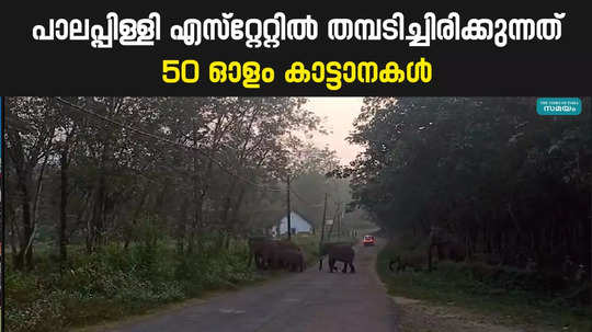 wild elephants again at palappilly estate