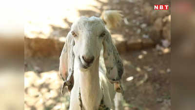 Ujjain News: उज्जैन में दबंगई! खेत में बकरी घुसने पर 3 दलित महिलाओं की लाठियों से कर दी पिटाई, वायरल हुआ वीडियो