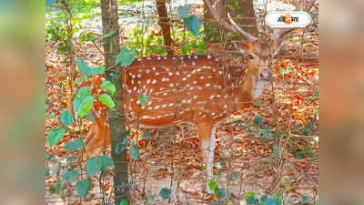 Adina Deer Park : মালদা ডিয়ার পার্কে বাড়ছে ভিড়, পর্যটকদের নিরাপত্তায় বিশেষ উদ্যোগ বন দফতরের