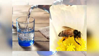 पाणी पिताना विचित्र प्रकार, मजूर अस्वस्थ; रुग्णालयात शेवटचा श्वास घेतला, कारण ठरली मधमाशी