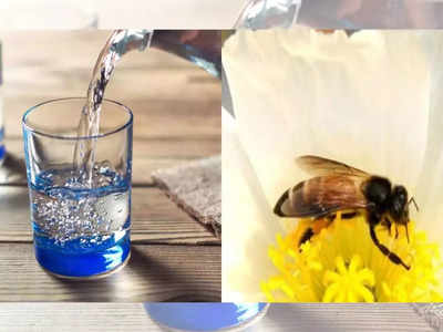 पाणी पिताना विचित्र प्रकार, मजूर अस्वस्थ; रुग्णालयात शेवटचा श्वास घेतला, कारण ठरली मधमाशी