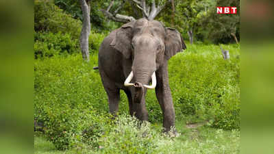 Chhattisgarh News: हे भगवान! 10 साल की बच्ची के साथ हाथी ने किया ऐसा काम कि लोगों को यकीन नहीं हो रहा