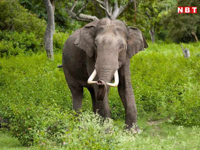 Chhattisgarh News: हे भगवान! 10 साल की बच्ची के साथ हाथी ने किया ऐसा काम कि लोगों को यकीन नहीं हो रहा