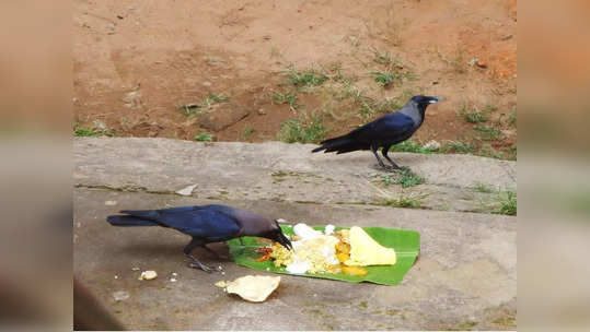 காகங்களுக்கு உணவளிப்பது முக்கியமான சடங்காக கருதப்பட காரணம்