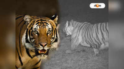 Royal Bengal Tiger : স্নো লেপার্ডের শিয়রে বাঘ, সিকিম এল দেশের শিখরে