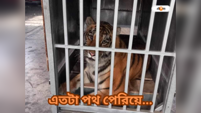 Siberian Tiger In Kolkata : শীতের রাতে কলকাতায় হাজির জোড়া সাইবেরিয়ান বাঘ! ডেস্টিনেশন দার্জিলিং