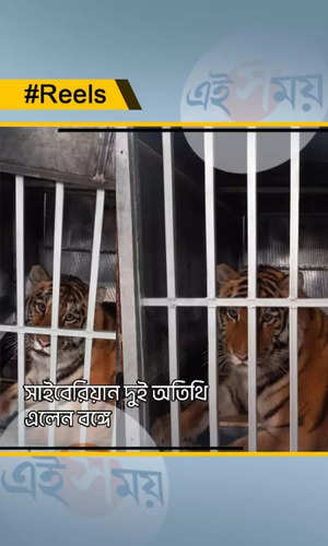 darjeeling zoo is ready to welcome two siberian tigers arrived at kolkata airport watch video