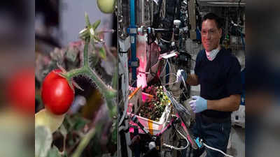 अंतराळात पिकवलेला टोमॅटो हरवला; ८ महिन्यांनी स्पेस स्टेशनवर सापडला, शास्त्रज्ञ चकित