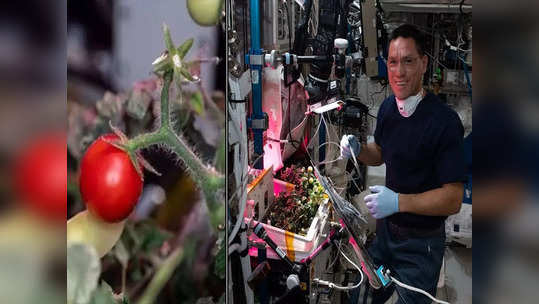 अंतराळात पिकवलेला टोमॅटो हरवला; ८ महिन्यांनी स्पेस स्टेशनवर सापडला, शास्त्रज्ञ चकित
