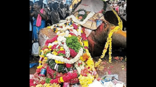 ಅರ್ಜುನ ತಾನು ಪ್ರಾಣ ಬಿಟ್ಟು ನಮ್ಮನ್ನು ರಕ್ಷಿಸಿದ್ದಾನೆ: ಕಾರ್ಯಾಚರಣೆ ವೇಳೆ ನಡಿದಿದ್ದೇನು ಎಂದು ವಿವರಿಸಿದ ವನ್ಯಜೀವಿ ವೈದ್ಯ