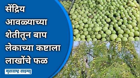 dhule farmer expected to earn 12 lakhs in 4 months from organic amla farming