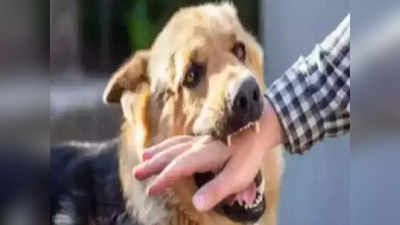 दनकौर में पड़ोसी के रॉटविलर नस्ल के कुत्ते ने बच्चे को काटा, नहीं घट रही डॉग बाइट की घटनाएं