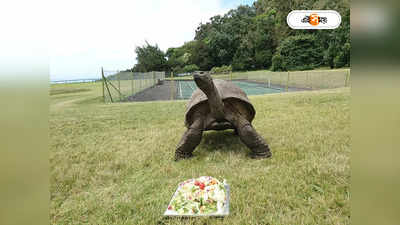 Tortoise Jonathan : দ্বিশতবর্ষের দিকে আরও এক পা, ধুমধাম করে পালিত ১৯১ বছরের কচ্ছপের জন্মদিন