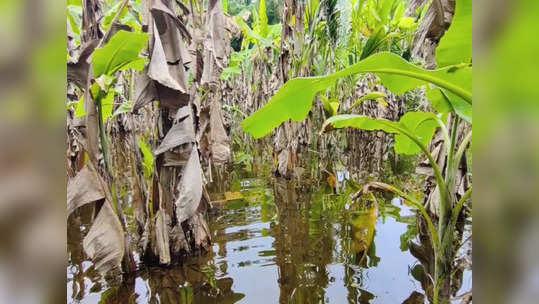 விருதுநகர்: வாழை தோட்டத்திற்குள் குளம்போல் தேங்கிய மழைநீர்