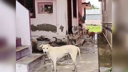 கோவில்பட்டியில் தெரு நாய்கள் அதிகரிப்பு... மக்கள் அச்சம்!