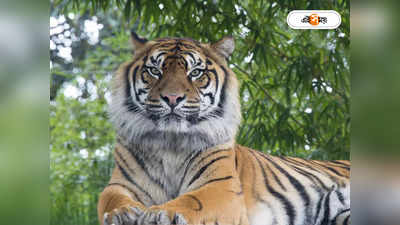 Royal Bengal Tiger : শ্যুট অ্যাট সাইট! হামলায় কৃষকের মৃত্যুর পরই বাঘকে গুলির নির্দেশ বন দফতরের