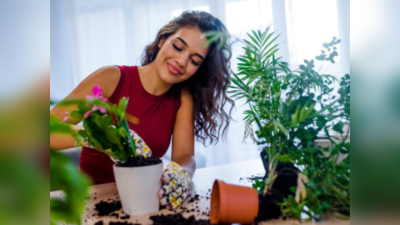 हिवाळ्यात लावा हे Indoor Plants,सूर्यप्रकाशाची गरज भासणार नाही