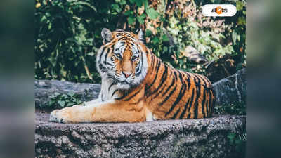 Darjeeling Zoo : বড়দিনের আগে নয়া অতিথি, একজোড়া সাইবেরিয়ান বাঘ দার্জিলিং চিড়িয়াখানায়