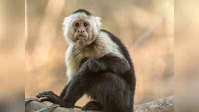 Monkey Dream Meaning: क्या आपको भी सपने में बार बार दिखाई देते हैं बंदर, जानें ऐसे सपने शुभ या अशुभ