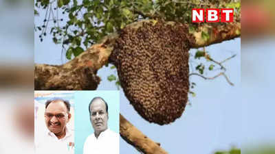 Chhindwara News: चिता के धुएं से ऐसी भड़कीं मधुमक्खियां, कांग्रेस MLA-बीजेपी नेता समेत 7 को कर दिया घायल